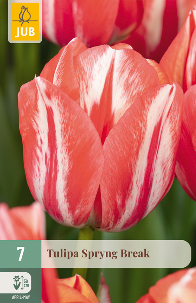 cibuľky tulipánov Spryng Break