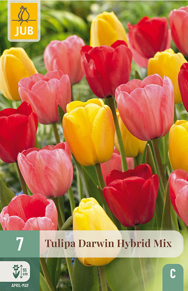 Tulipán DARWIN HYBRIDE MIX / DARWIN HYBRID MIX - 7ks