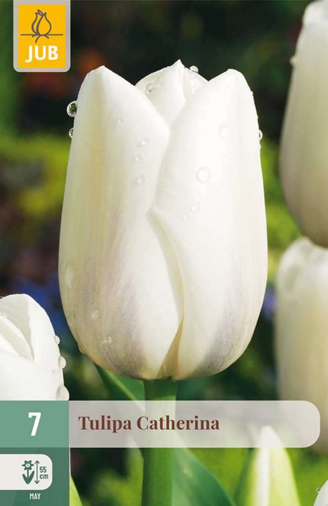 cibuľky tulipánov Catherina