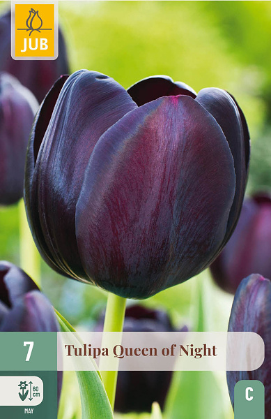 Tulipán Queen of Night - 7 ks