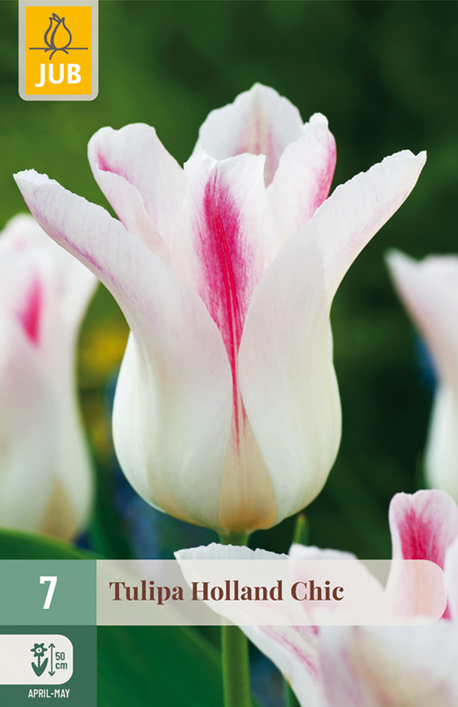 cibuľky tulipánov Holland Chic