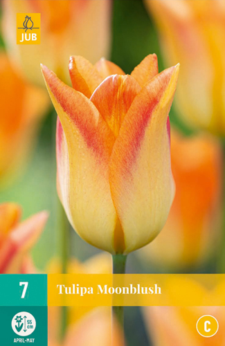 Tulipán MOONBLUSH 7 ks