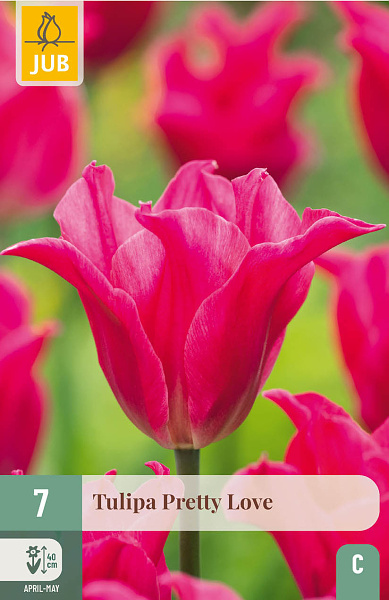Tulipán Pretty Love 7 ks
