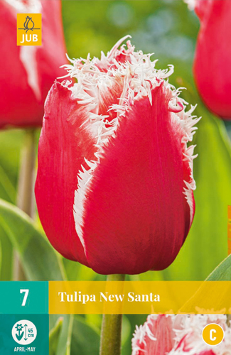Tulipán NEW SANTA 7 ks