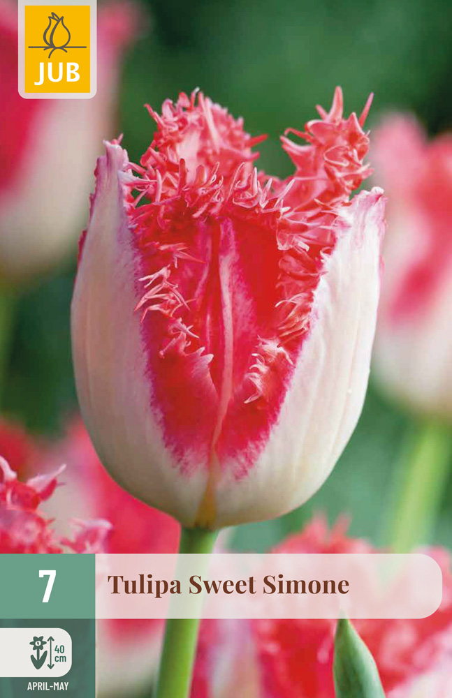 cibuľky tulipánov Holland Chic