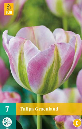 Tulipán Groenland - 7 ks