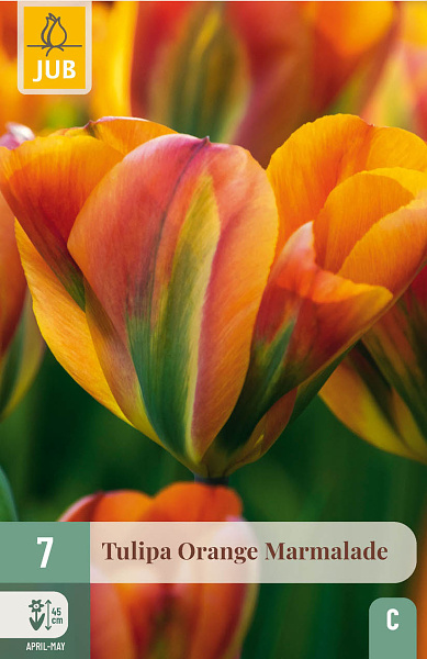 Tulipán Orange Mamelade - 7 ks