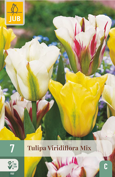 Tulipány  Viridiflora Mix - 7 ks