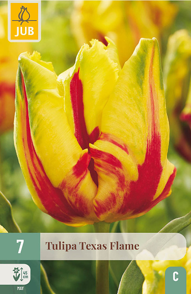 Tulipán Texas Flame - 7 ks