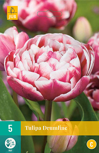 Tulipán Drumline - 5 ks