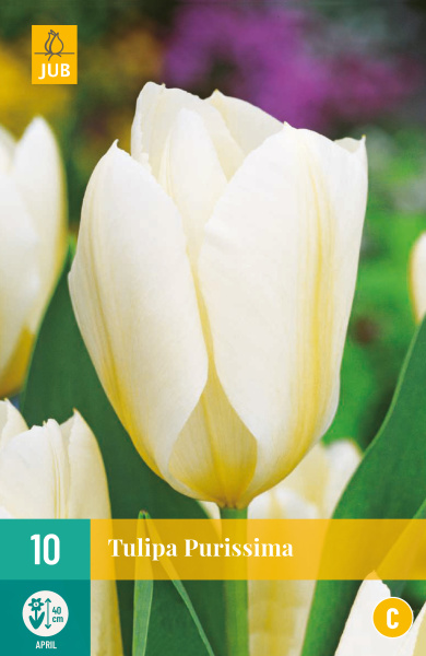 Tulipán Purissima - 7ks