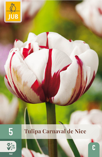 Tulipán Carnaval de NIce - 5 ks