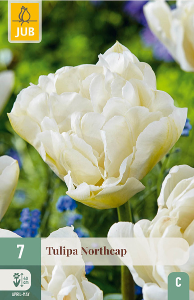 Tulipán NORTHCAP - 7 ks
