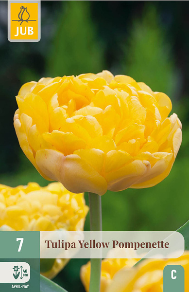 Cibuloviny, tulipány, Tulipán Yellow Popenette