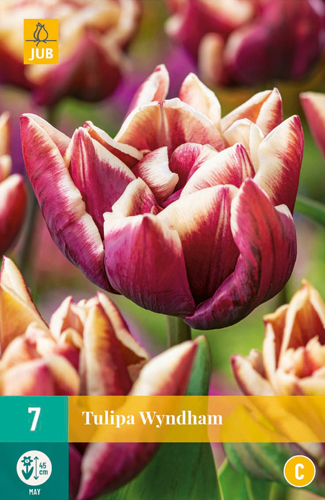 Tulipán WYNDHAM 7 ks