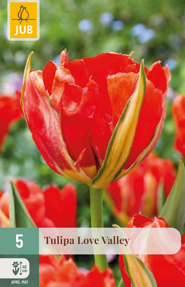 cibuľky tulipánov Love Valley
