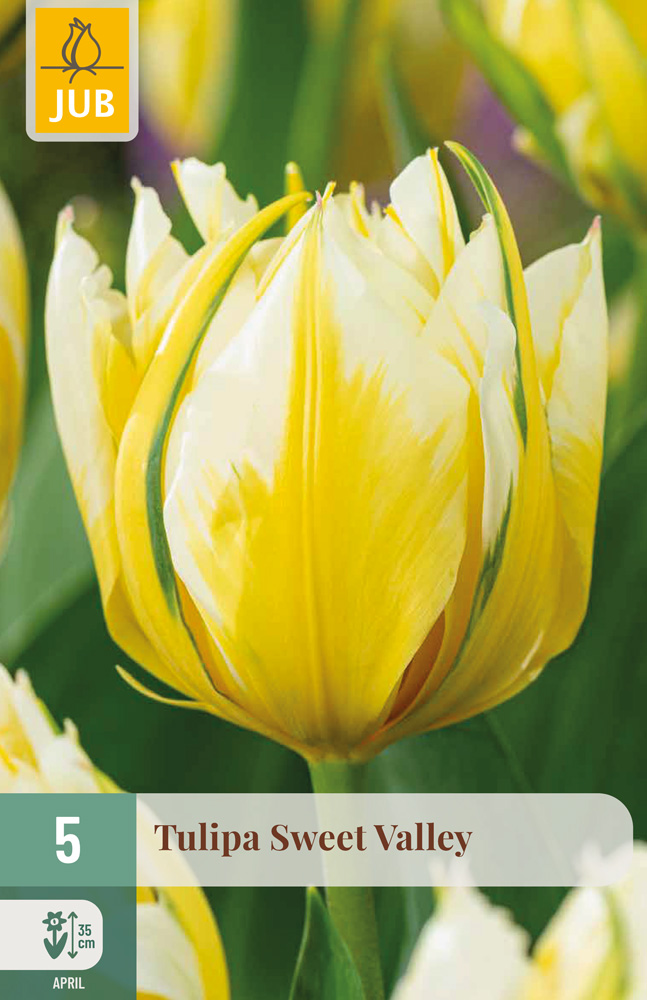 cibuľky tulipánov Sweet Valley