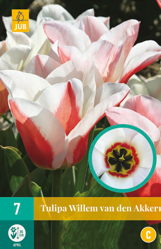 Tulipán WILLEM VAN DEN AKKER - 7 ks