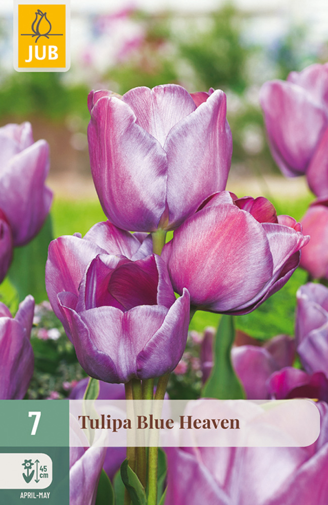 cibuľky tulipánov Blue Heaven