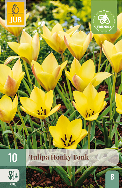 Tulipán Honky Tonk - 10 ks