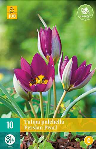 Tulipán pulchella Persian Pearl - 10 ks
