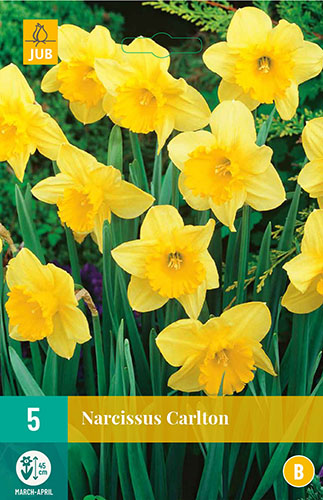 carlton, zlty narcis, jarne kvaty, kvety, cibuloviny, narcisy, cibulky kvetov