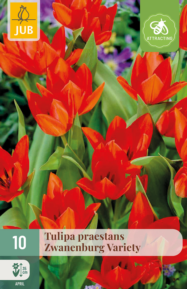 Tulipán praestans Zwanenburg Variety - 10 ks