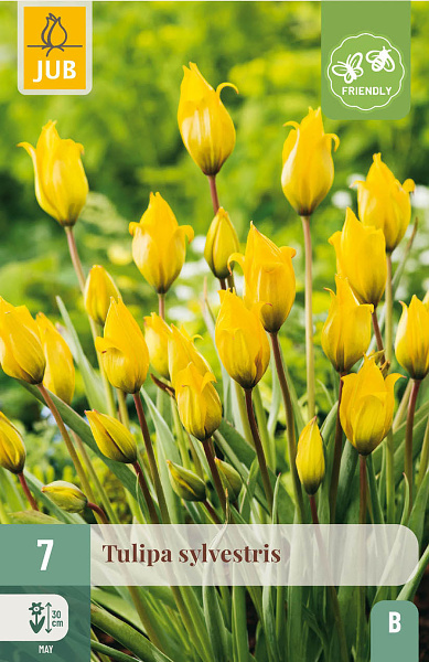 Tulipán sylvestris - 7 ks