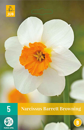 narcis, cibuloviny, kvety, kvetove cibule, bielooranzovy narcis, barrett browning