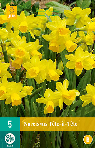 tete a tete, cibuloviny, narcisy, narcis, kvety, kvetove cibulky, zlte kvety,