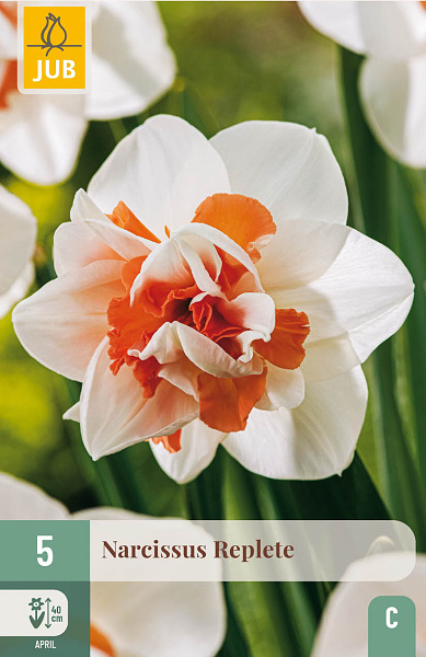 Narcis REPLETE - 5 ks