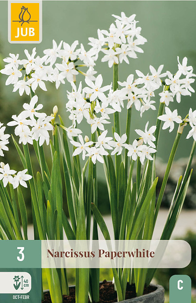 NARCIS Paperwhite - 3 ks