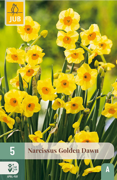 golden dawn, narcis, cibuloviny, kvety, kvetove cibule, zlte kvety