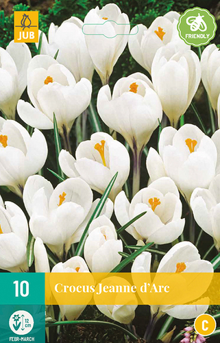 biely krokus, Jeanne d Arc, krokusy, krokus, cibuloviny,