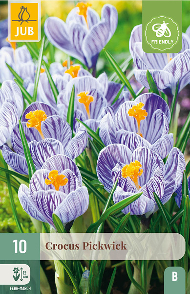 krokus pickwick, krokus, fialovy krokus, krokusy, kvety, cibuloviny,