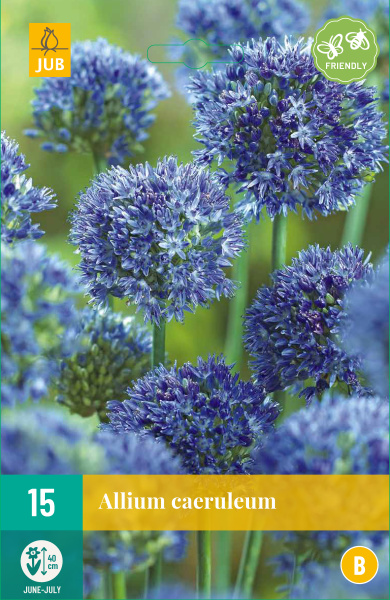 modry cesnak, okrasny cesnak, cibuloviny, cibule, kvetove cibulky,