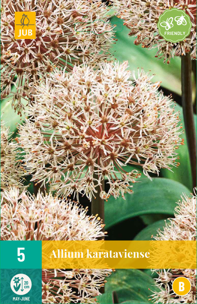 okrasny cesnak,kvety, cibuloviny, cibule kvetov, Allium Karataviense