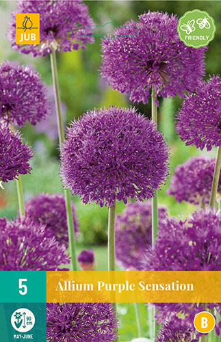 okrasny cesnak, Kvety, Cibuloviny, Allium, Purple Sensation