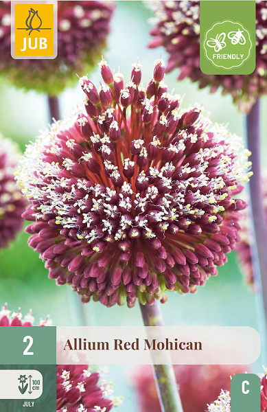 Allium Red Mohican 2 ks