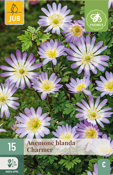 ANEMONE BLANDA CHARMER - 15 ks