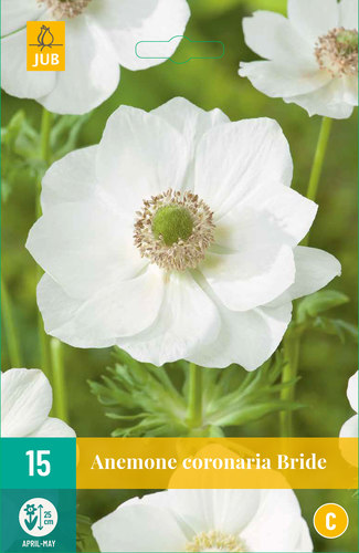 ANEMONKY CORONARIA BRIDE 15 kusov