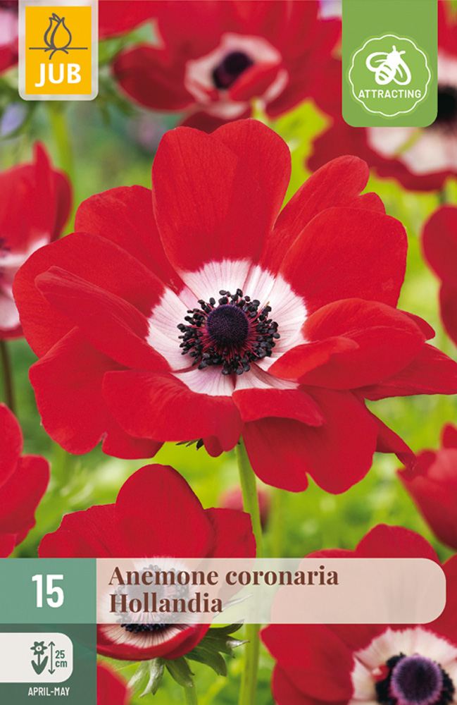 ANEMONE CORONARIA Hollandia 15 kusov
