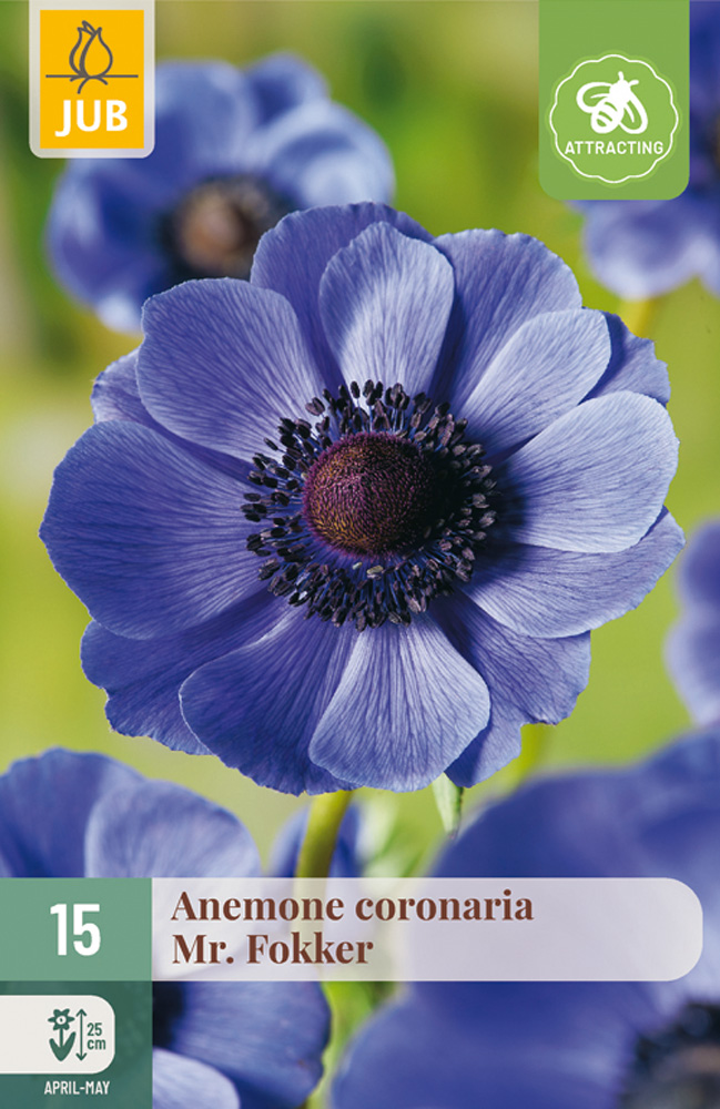 ANEMONE CORONARIA Mr. Fokker 15 kusov