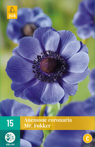 ANEMONKY CORONARIA Mr. Fokker 15 kusov