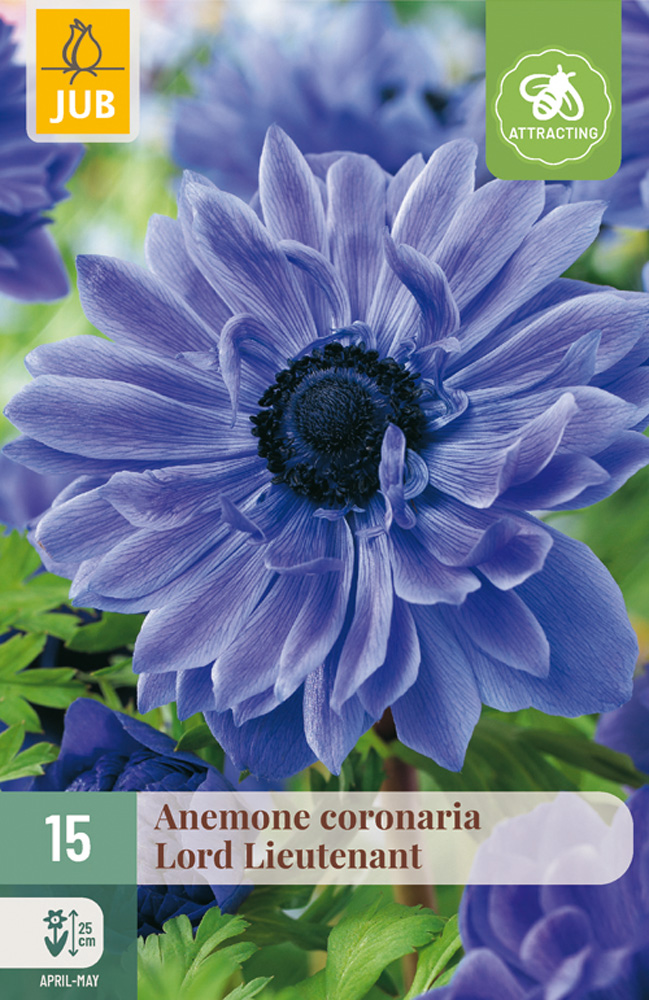 anemone lord lieutenant