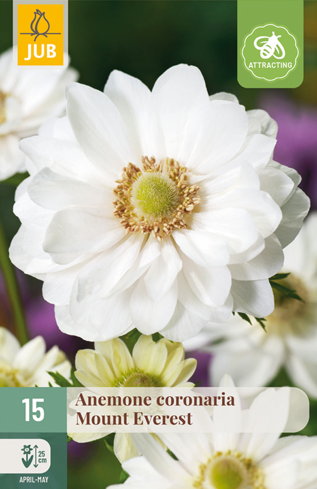 ANEMONKY CORONARIA MOUNT EVEREST 15 kusov