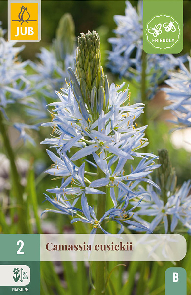 CAMASSIA CUSICKII - 2 ks