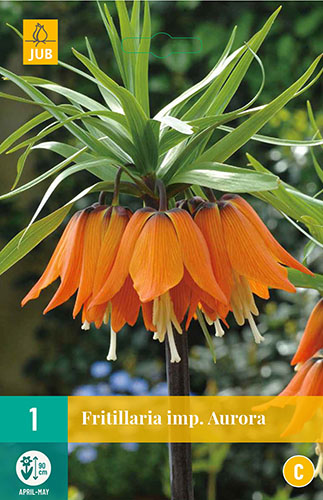 Cibuloviny, Cibule korunovky, Fritillaria imperialis Aurora