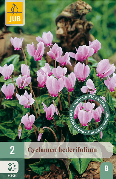 CYCLAMEN HEDERIFOLIUM 2 ks
