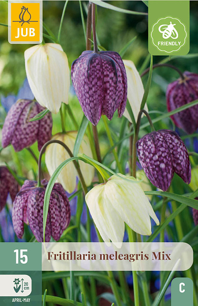 Cibuloviny, Cibule korunovky, Fritillaria meleagris mix